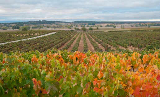 Castilla y León, tierra de vinos